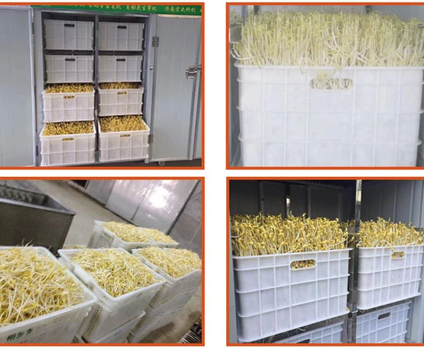 bean sprout machine bean sprout machine